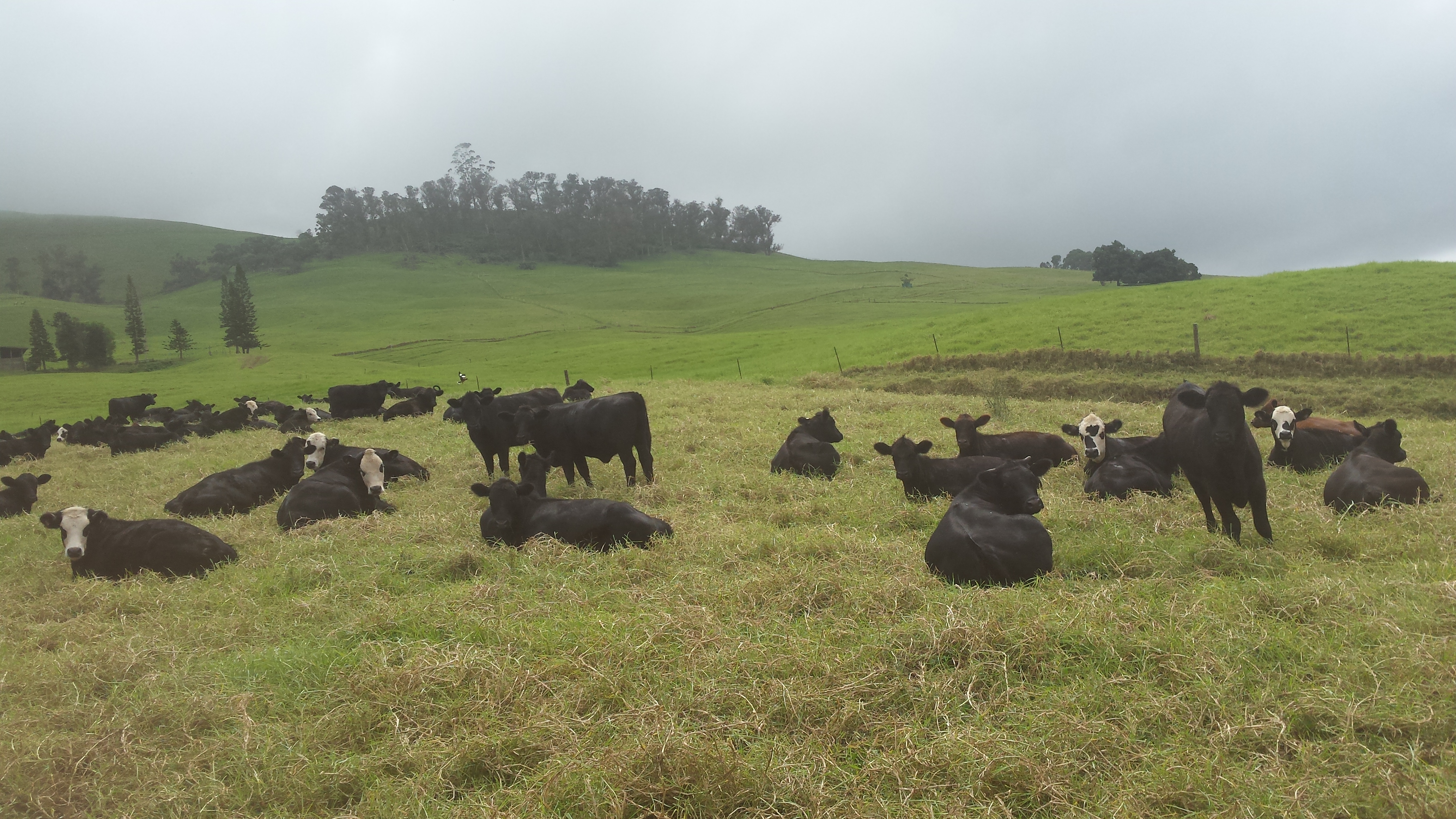 Research Program – AGROECOLOGY LAB